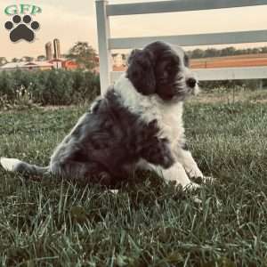Ranger, Bernedoodle Puppy