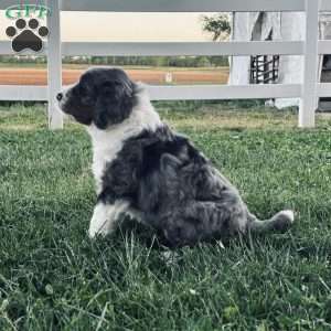 Ranger, Bernedoodle Puppy
