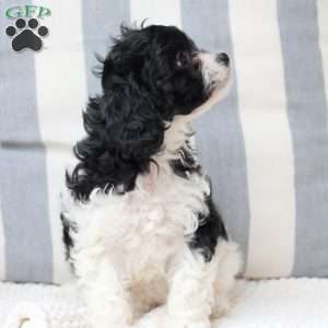 Pepper, Cavapoo Puppy