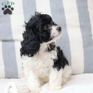 Pepper, Cavapoo Puppy