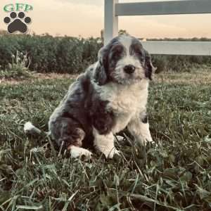 Ranger, Bernedoodle Puppy