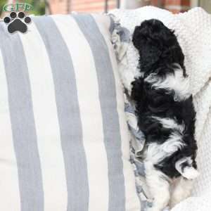 Pepper, Cavapoo Puppy