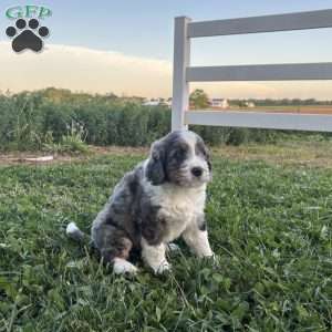 Ranger, Bernedoodle Puppy