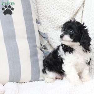 Pepper, Cavapoo Puppy
