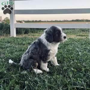 Ranger, Bernedoodle Puppy