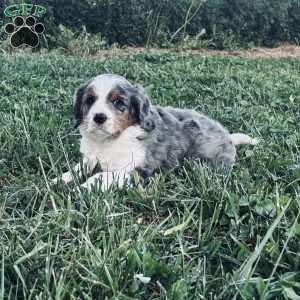 Buddy, Bernedoodle Puppy