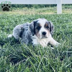 Buddy, Bernedoodle Puppy
