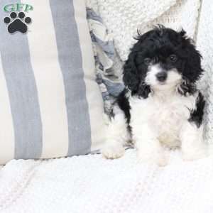 Pepper, Cavapoo Puppy
