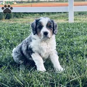 Buddy, Bernedoodle Puppy