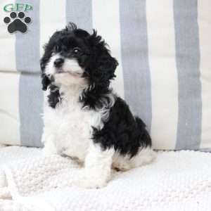 Pepper, Cavapoo Puppy