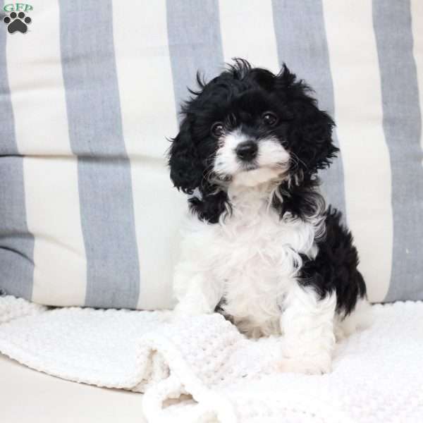 Pepper, Cavapoo Puppy