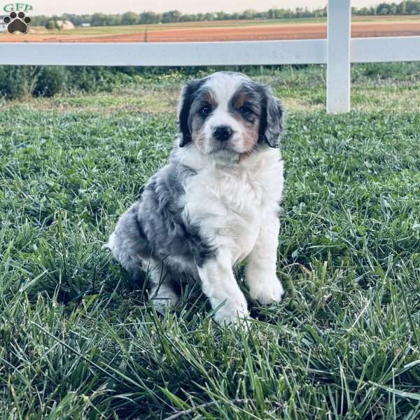 Buddy, Bernedoodle Puppy