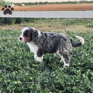 Buddy, Bernedoodle Puppy