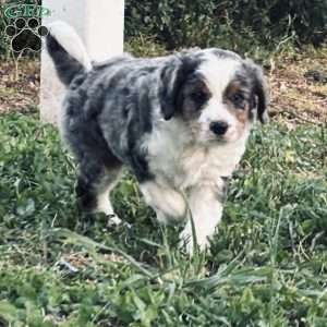 Buddy, Bernedoodle Puppy