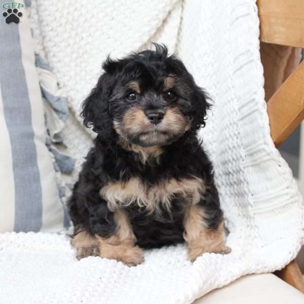 Charlie, Cavachon Puppy