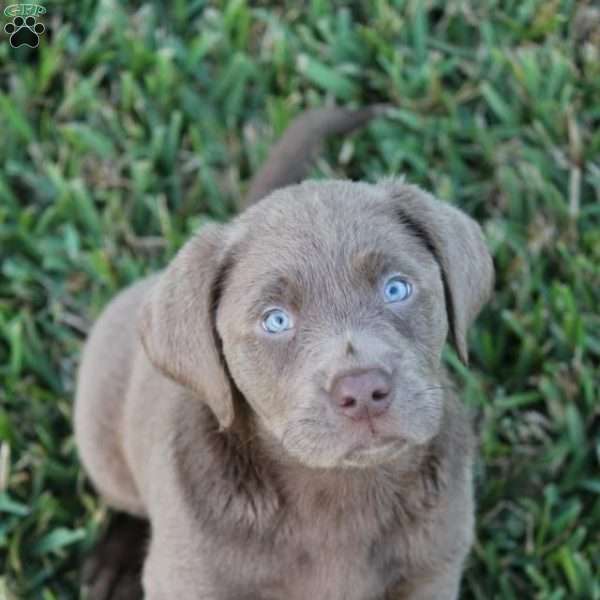 Parker, Silver Labrador Retriever Puppy