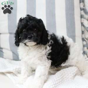 Storm, Cavapoo Puppy