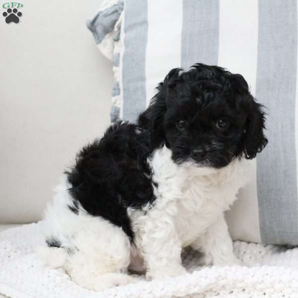 Storm, Cavapoo Puppy