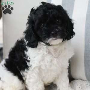 Storm, Cavapoo Puppy