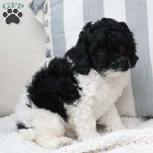 Storm, Cavapoo Puppy
