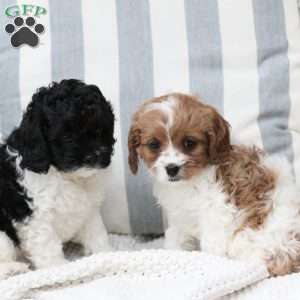 Storm, Cavapoo Puppy