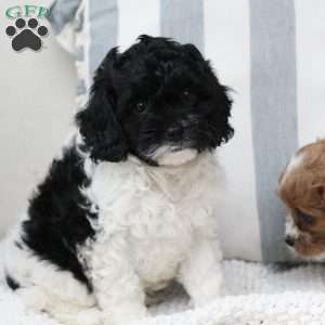 Storm, Cavapoo Puppy