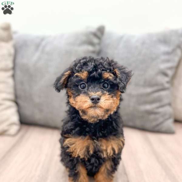 Iris, Toy Poodle Puppy