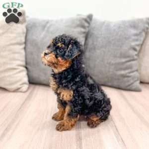 Iris, Toy Poodle Puppy