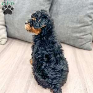 Iris, Toy Poodle Puppy