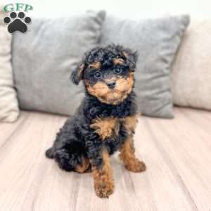 Iris, Toy Poodle Puppy