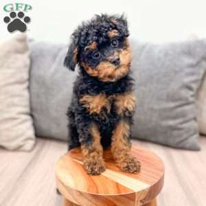 Iris, Toy Poodle Puppy
