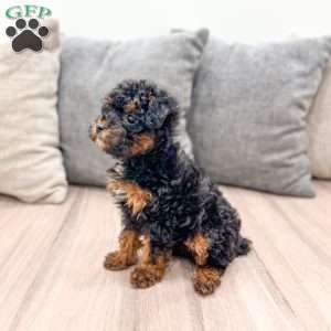 Evie, Toy Poodle Puppy