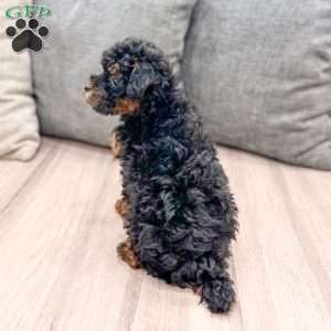 Evie, Toy Poodle Puppy