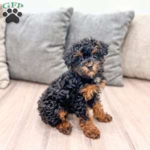Evie, Toy Poodle Puppy