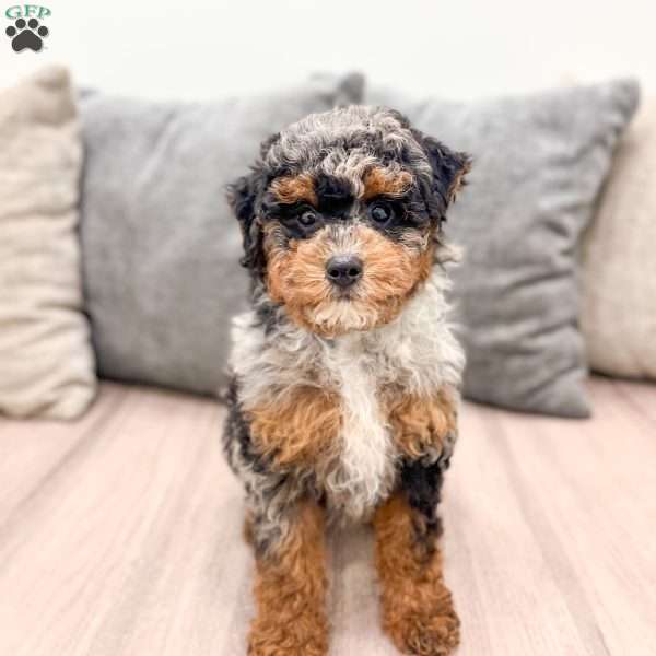 Asher, Toy Poodle Puppy
