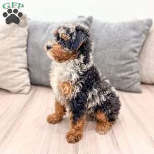 Asher, Toy Poodle Puppy