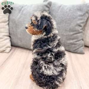 Asher, Toy Poodle Puppy