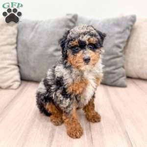 Asher, Toy Poodle Puppy