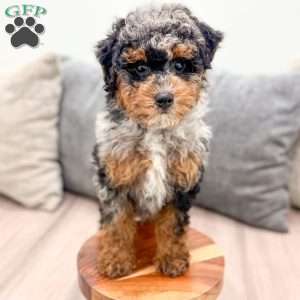 Asher, Toy Poodle Puppy