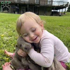 Parker, Silver Labrador Retriever Puppy