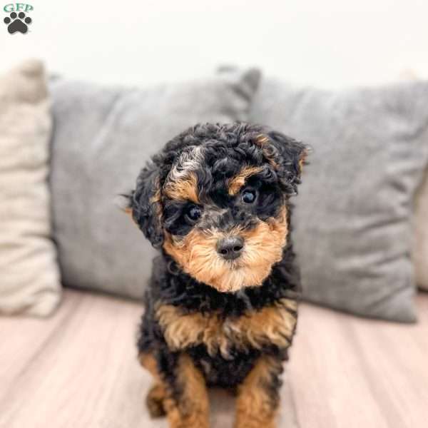 Arlo, Toy Poodle Puppy