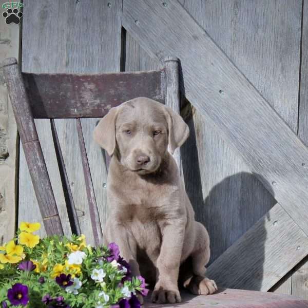 Trinity, Silver Labrador Retriever Puppy