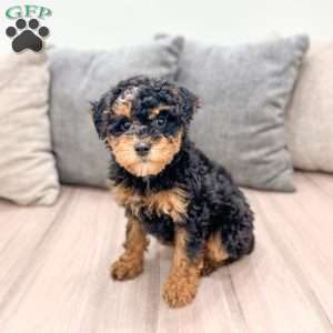 Arlo, Toy Poodle Puppy