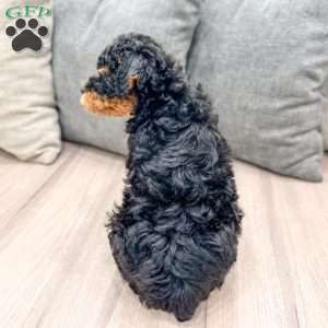 Arlo, Toy Poodle Puppy