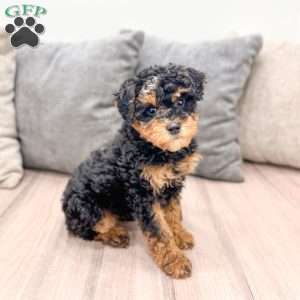 Arlo, Toy Poodle Puppy