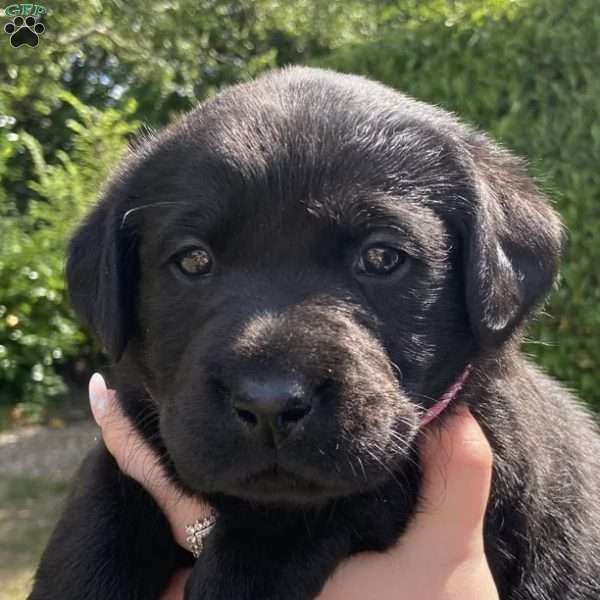 Savannah, Black Labrador Retriever Puppy