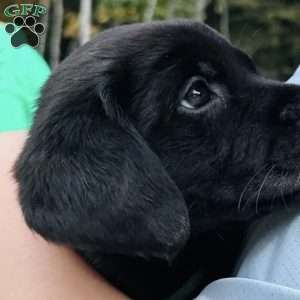 Savannah, Black Labrador Retriever Puppy