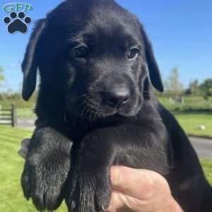 Savannah, Black Labrador Retriever Puppy