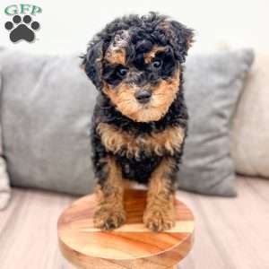 Arlo, Toy Poodle Puppy