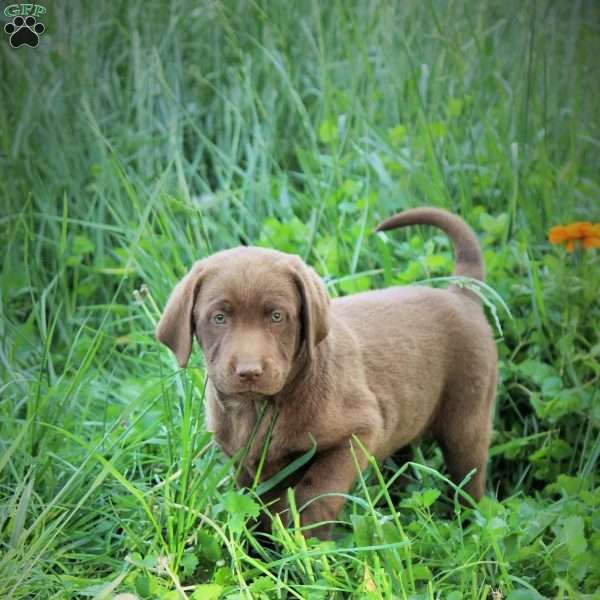 Clover, Chocolate Labrador Retriever Puppy